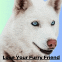 Love Your Furry Friend Gift Card - Love Your Furry Friend 