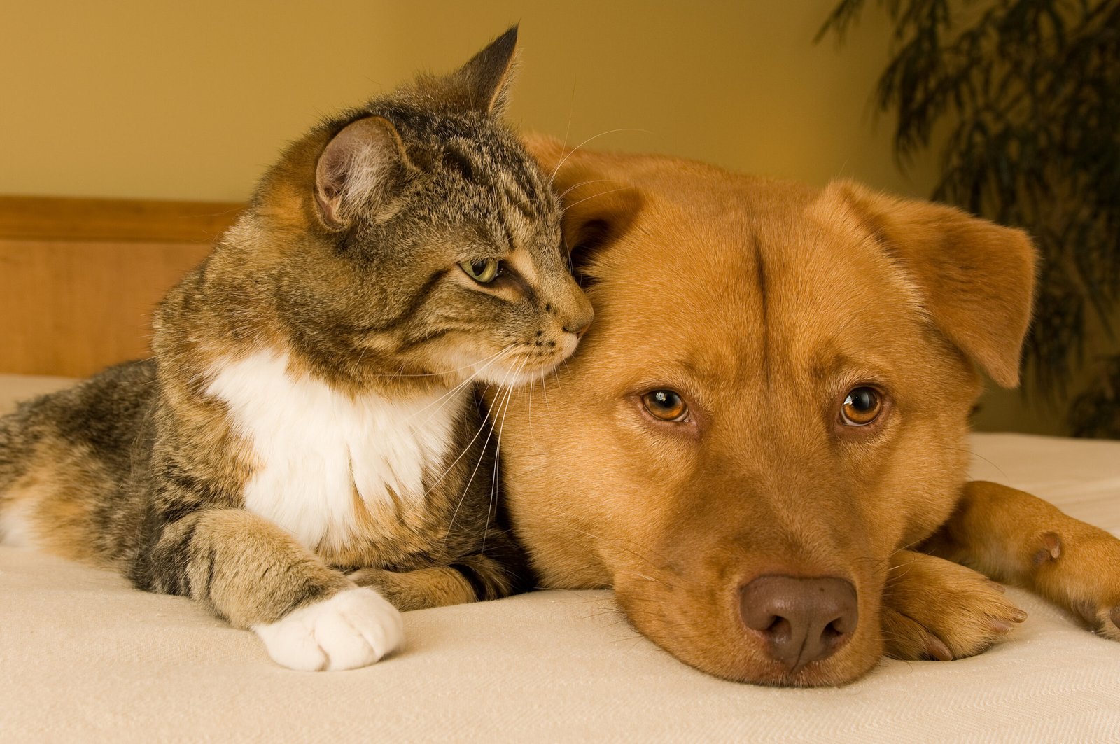 Best pet insurance for dogs and cats