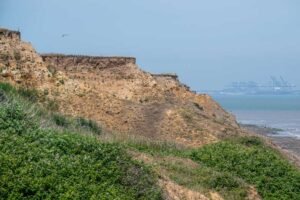 Dog Walks Essex: The Best Trails, Parks, and Coastal Paths for Happy Paws