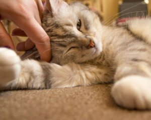 Why Does My Cat Head Butt Me? The Real Reason Behind Those Furry “Head Bonks”