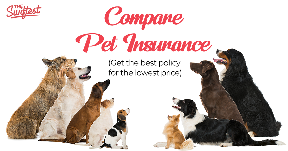 The Swiftest Pet Insurance