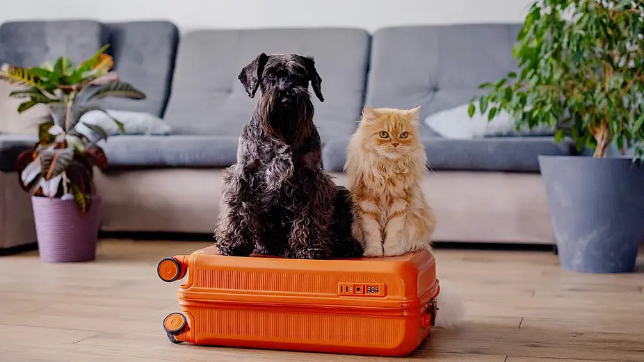 Best Travel Insurance for UK Pet Owners: How to Compare Cover Without Missing the Fine Print